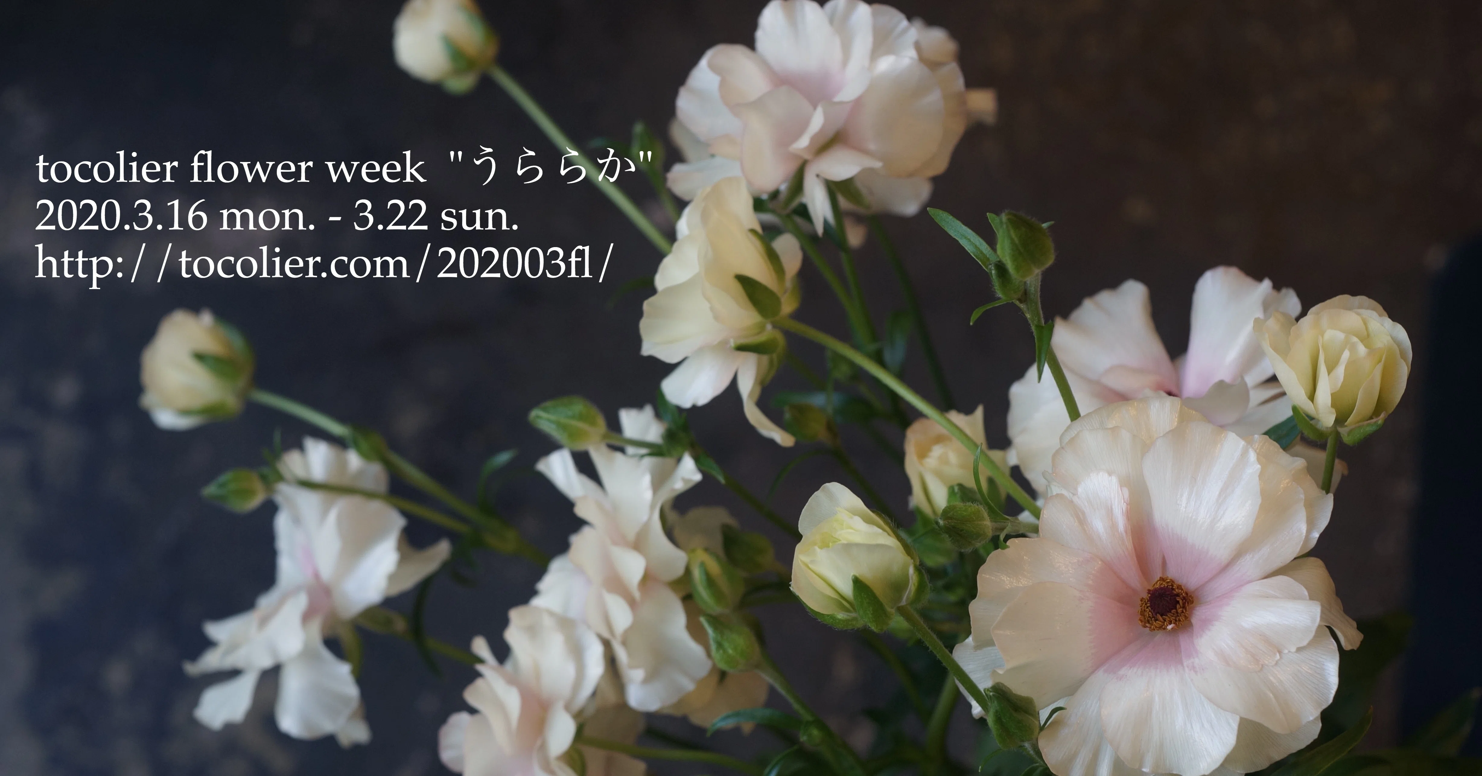 3月の花紹介 ラナンキュラス アリアドネ Tocolier Note 3月の花紹介 ラナンキュラス アリアドネ Tocolier Note