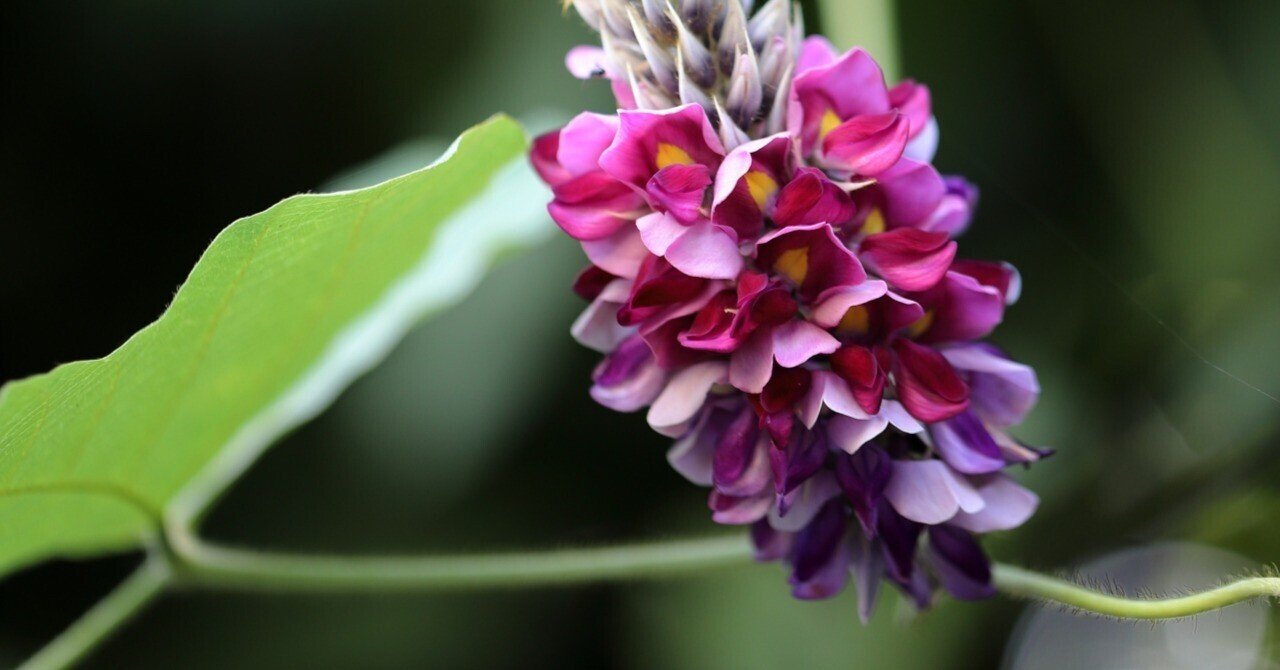 万葉の　贈る花伝える歌の本　草花編 万葉の 贈る花伝える歌の本 草花編 新装改訂版 万葉の花