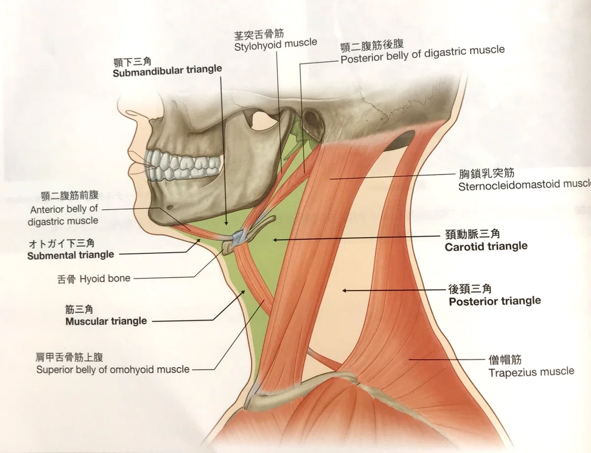 顎関節に関与する筋④|好きに生きていい研究所