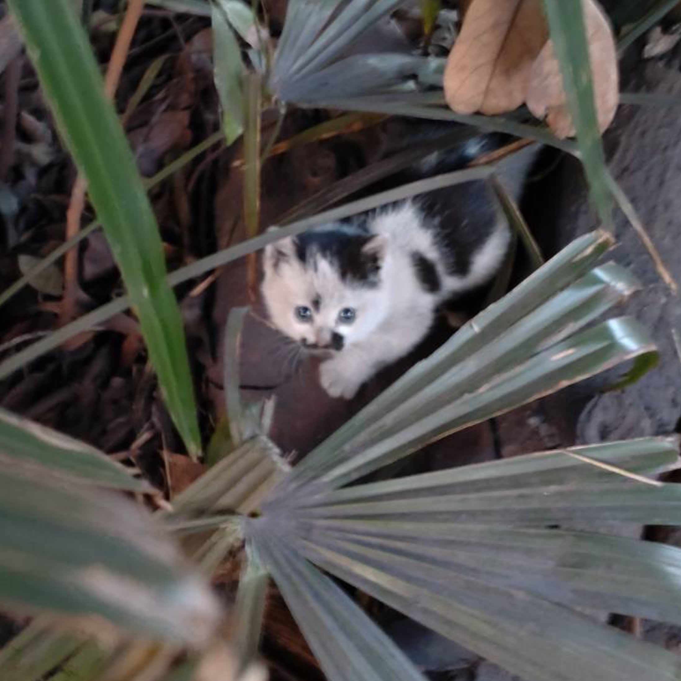 かたりこくるす