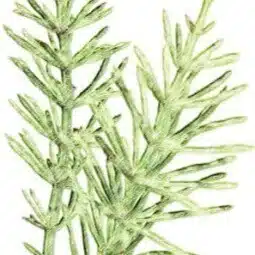 equisetum