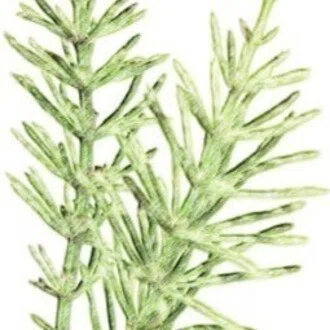 equisetum
