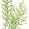equisetum