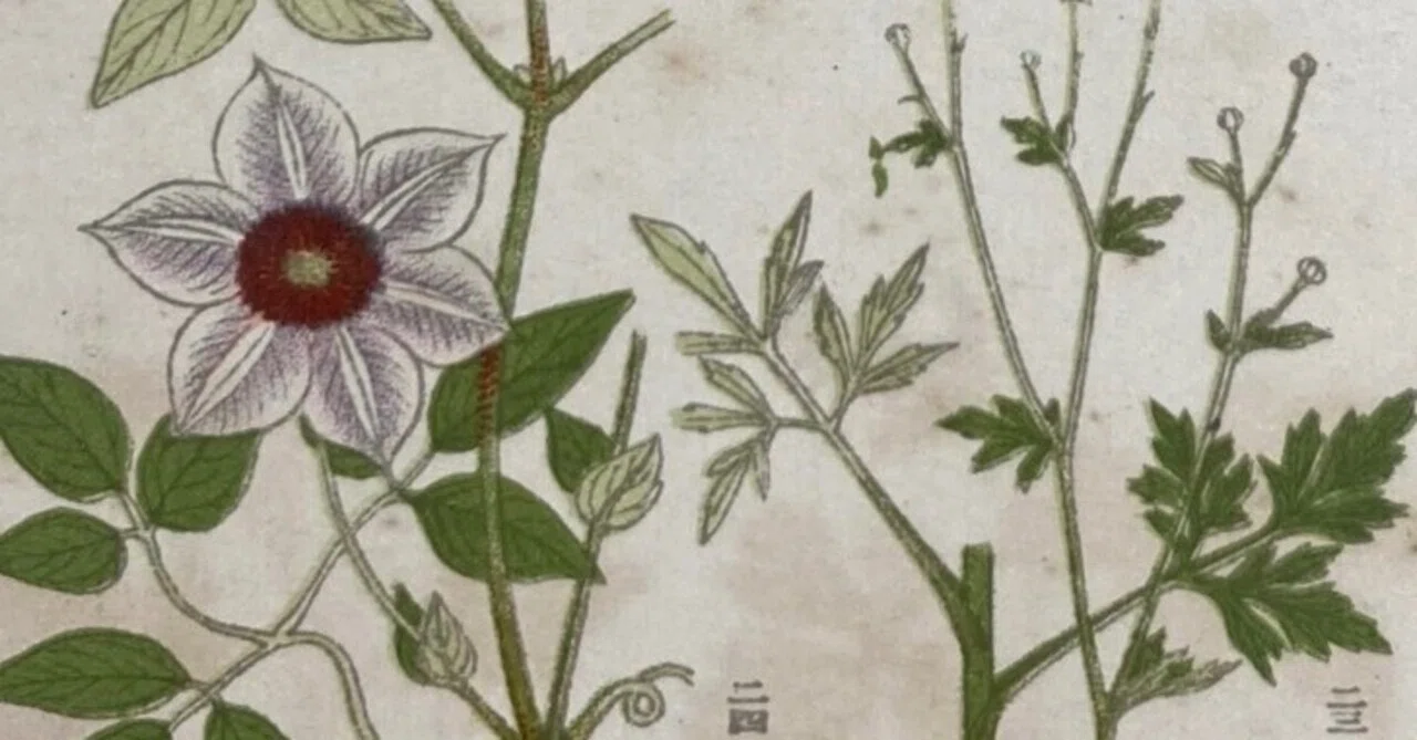 植物には悪意がある｜daily-sumus note