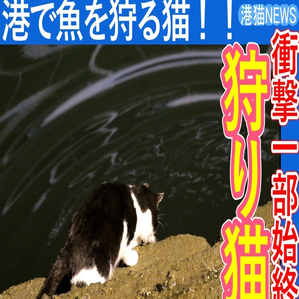白む空に魚を狩る猫 猫の狩りモード！衝撃の魚を狩る猫を目撃！」港猫ニュース｜yohaku_photo