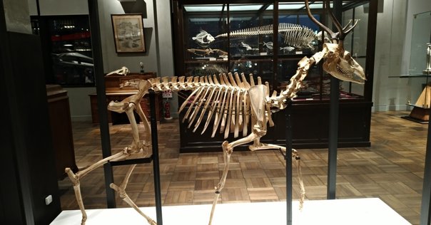 野生性と人類の論理: ポスト・ドメスティケーションを捉える4つの思考 野生性と人類の論理 - 東京大学出版会