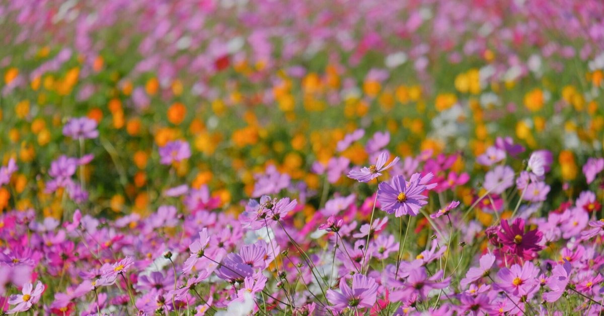 mitukiさま専用（原画）実りの花畑 ほか　8点おまとめ mitukiさま専用（原画）実りの花畑 ほか 8点おまとめ kokuno