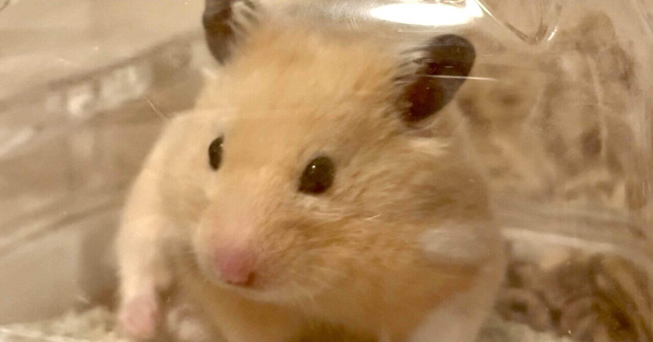 おにんぎょう村 むらさきサルの呪い付きハムスター おにんぎょう村 むらさきサルの呪い付きハムスター 31C22T51KPL