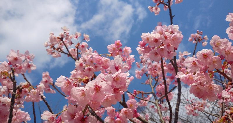 誕生日プレゼントのリクエストで値段にガクブルだった話 子供のお金の価値観について まめ Note