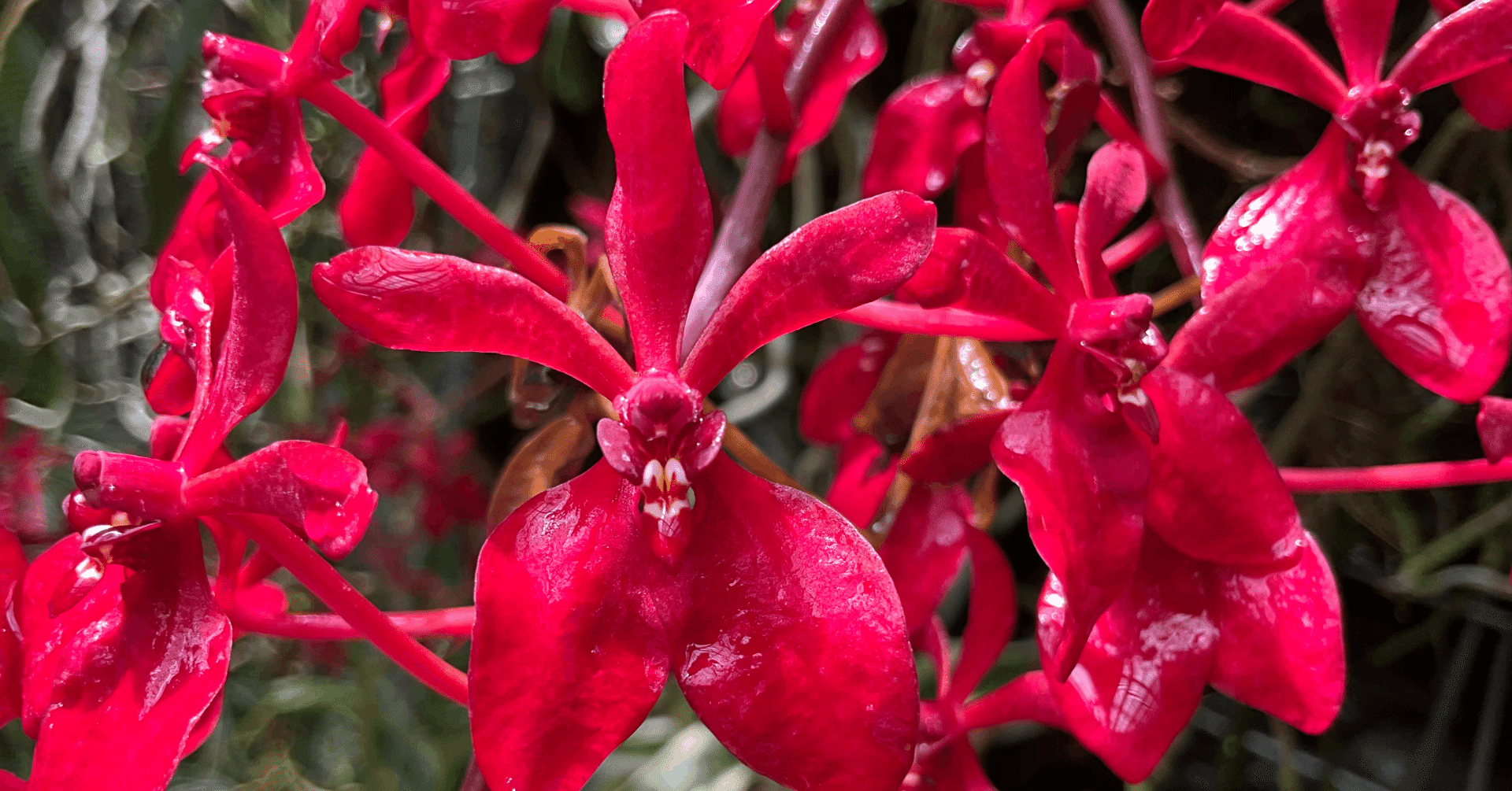 8月の「大」の字のラン（京都府立植物園）：2025年9月1日（月）｜藤井