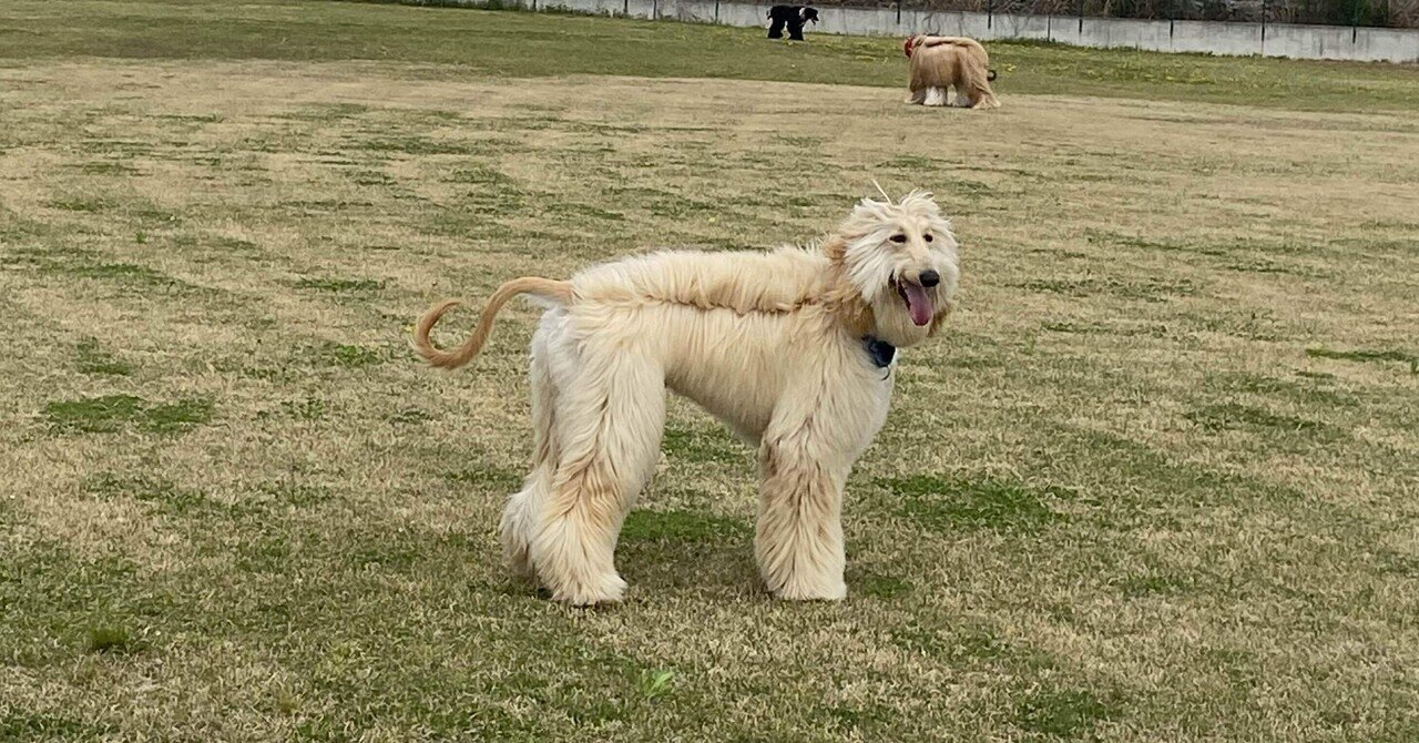 アフガンハウンド（立ち姿） 【公式通販】