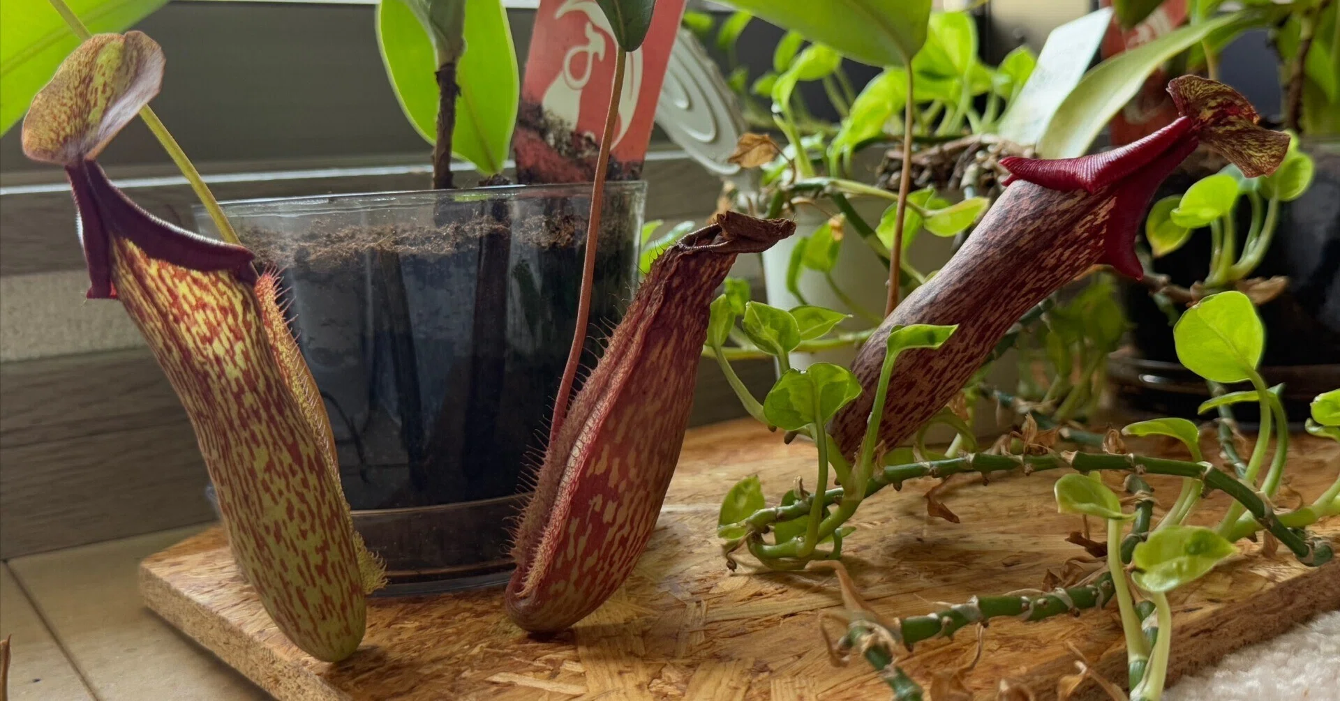 食虫植物～ウツボカズラ～｜上野優介