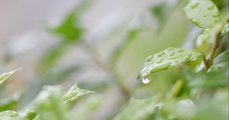 今日の短歌（春雨）