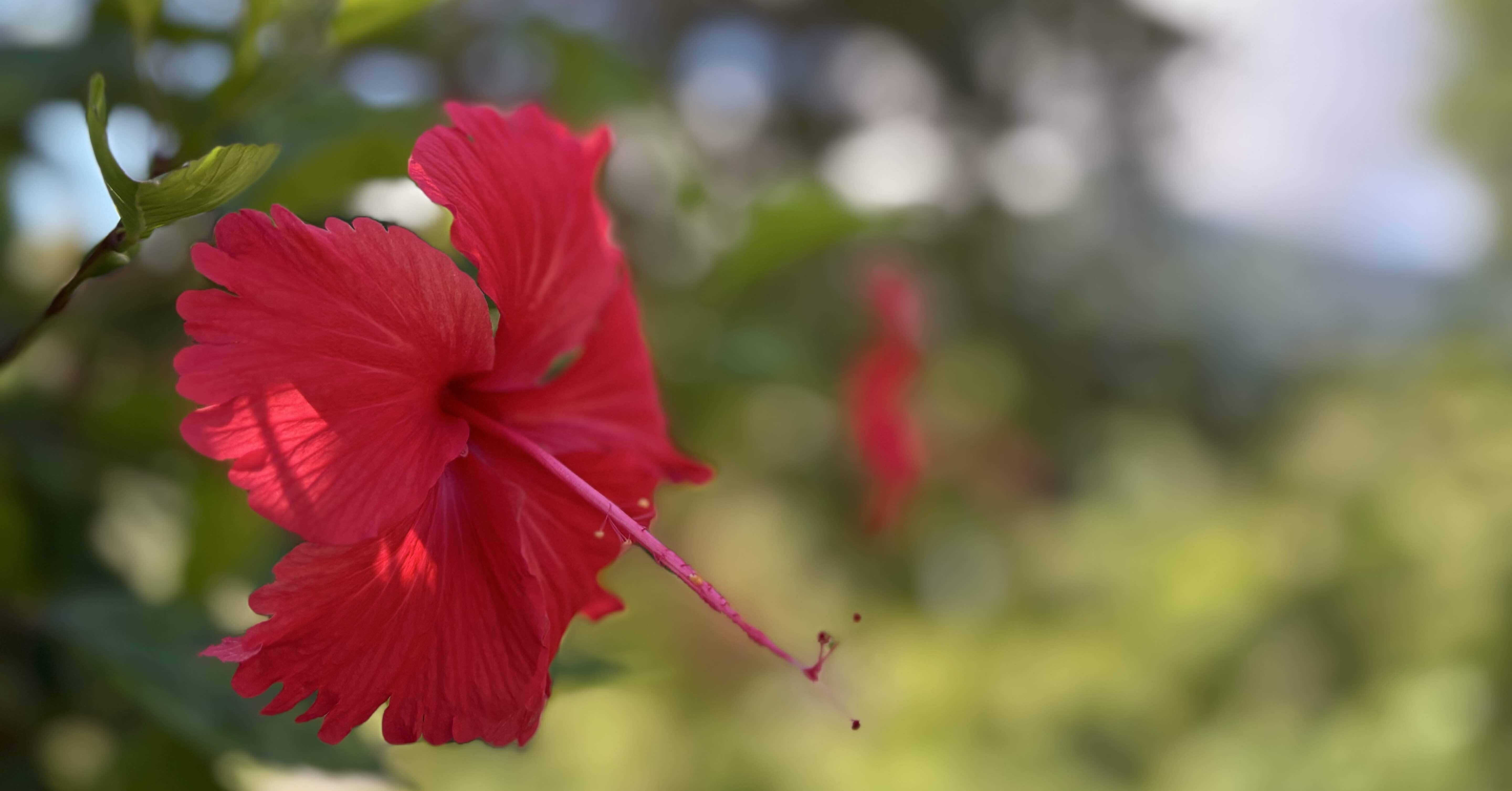 琉球弧の草花たち｜nimz