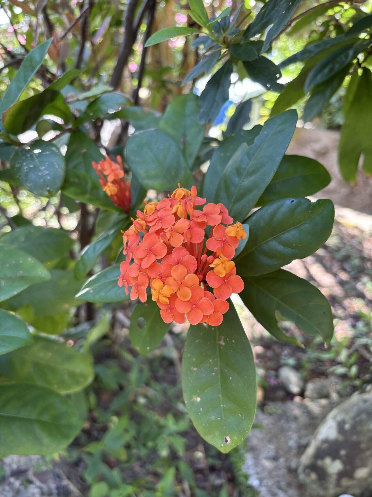 琉球弧の草花たち｜nimz