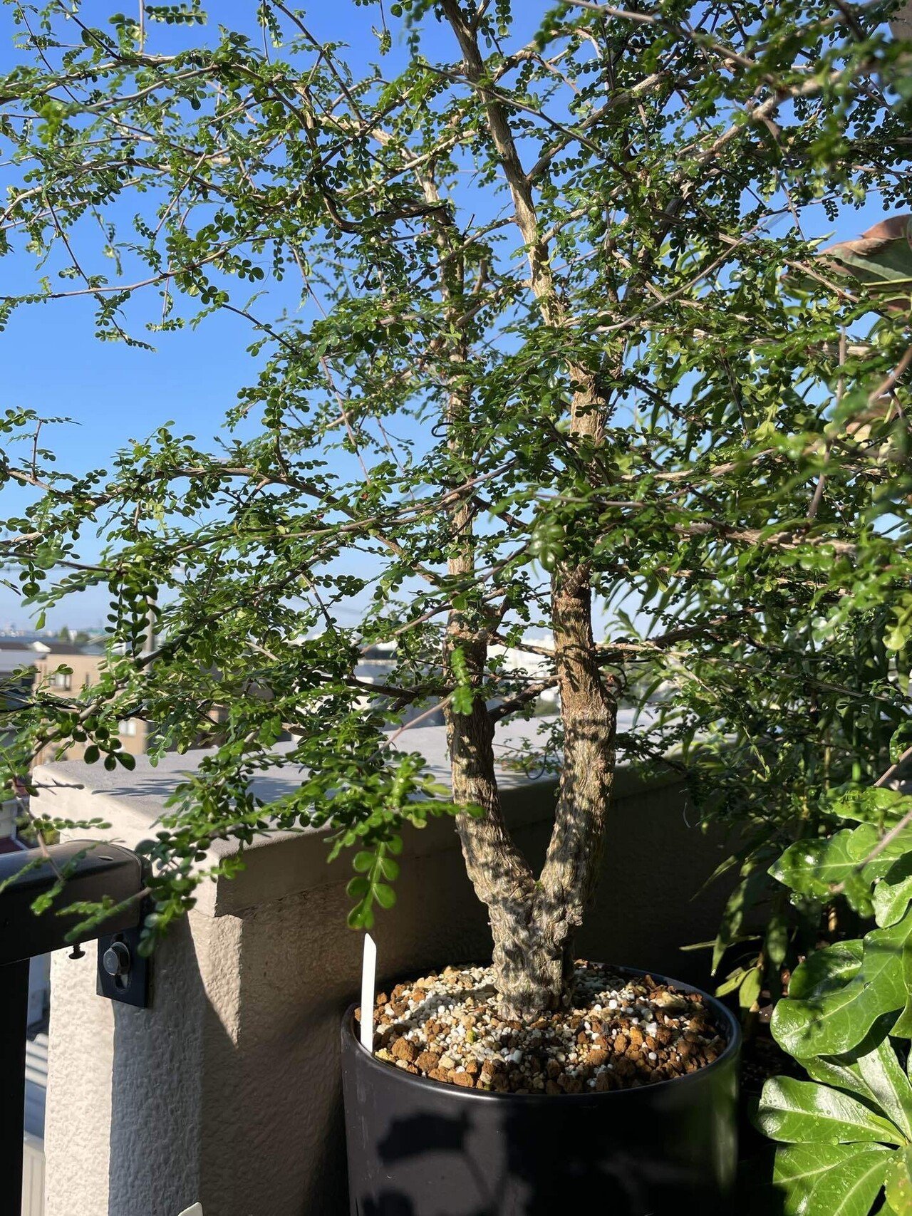 塊根植物 ゴツゴツした幹　パキプス　デカリー　実生 パキプス種から育ててみたEpisode 1 ｜パキプスとは｜ゆーすけの園芸日誌