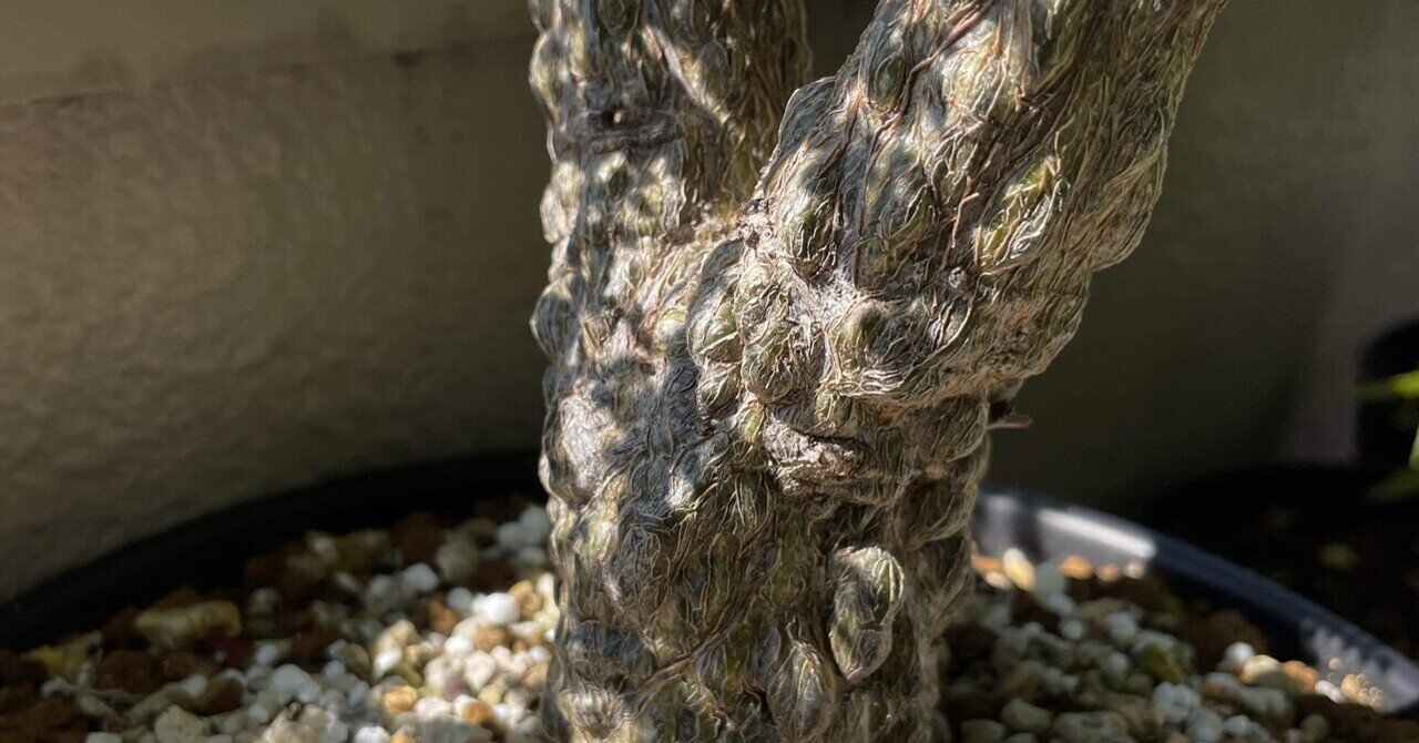 パキプス種から育ててみたEpisode 1 ｜パキプスとは｜ゆーすけの園芸日誌