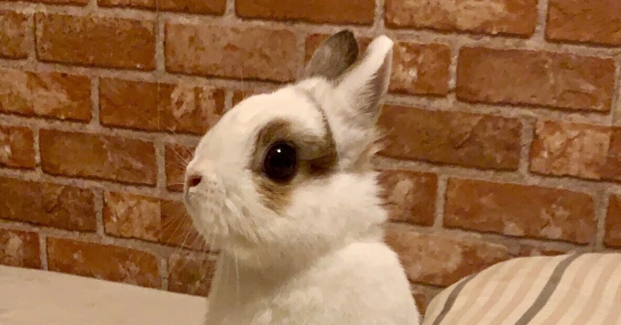 White Rabbit｜ram