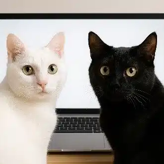 猫さん