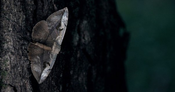 韓国ヒメギフチョウ（ペア、飼育品） Yahoo!オークション -「ヒメギフチョウ」の落札相場・落札価格