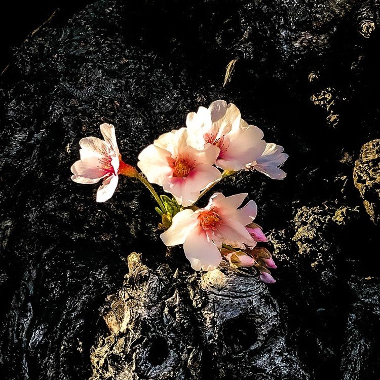 @ #Tokyo.  #写真好きな人と繋がりたい　#桜　#花