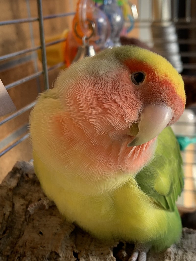 鳥は嗅ぐもの まつかぜ Note 鳥は嗅ぐもの まつかぜ Note