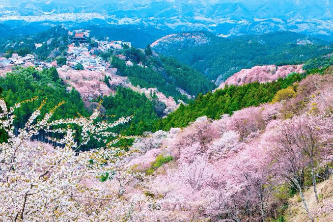 四季折々の絶景を巡る旅行記｜BIWAZOU
