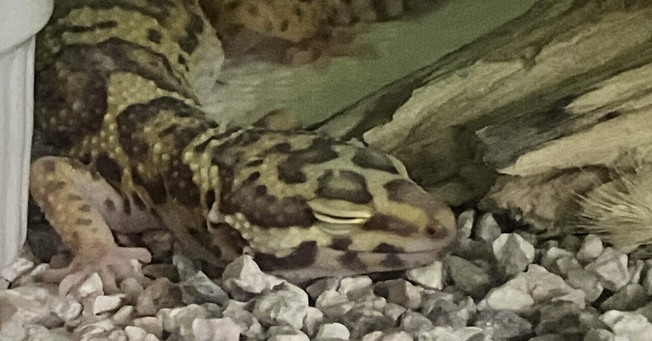 ひめうずら研究室の餌 成鳥用｜ひめうずら研究室