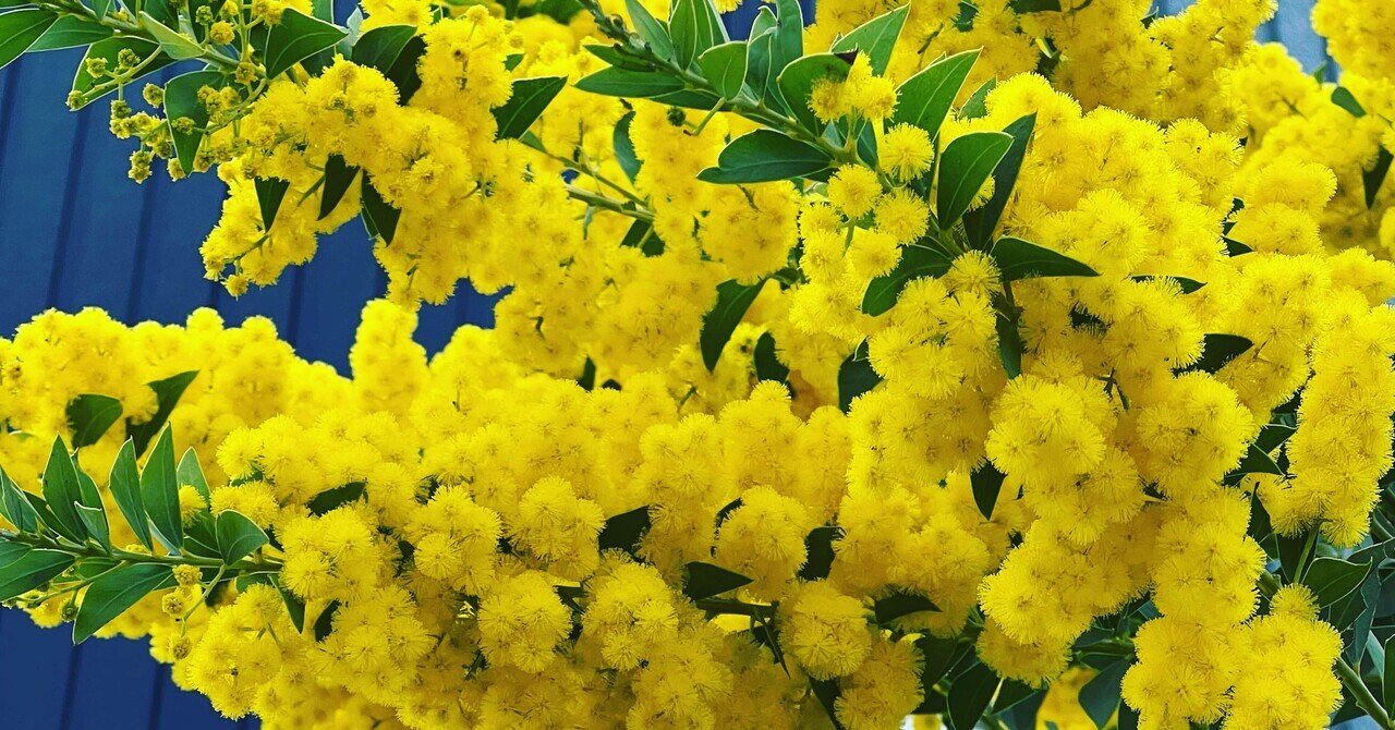 名盤伝説】”松任谷由実 / acacia”｜Mr.02