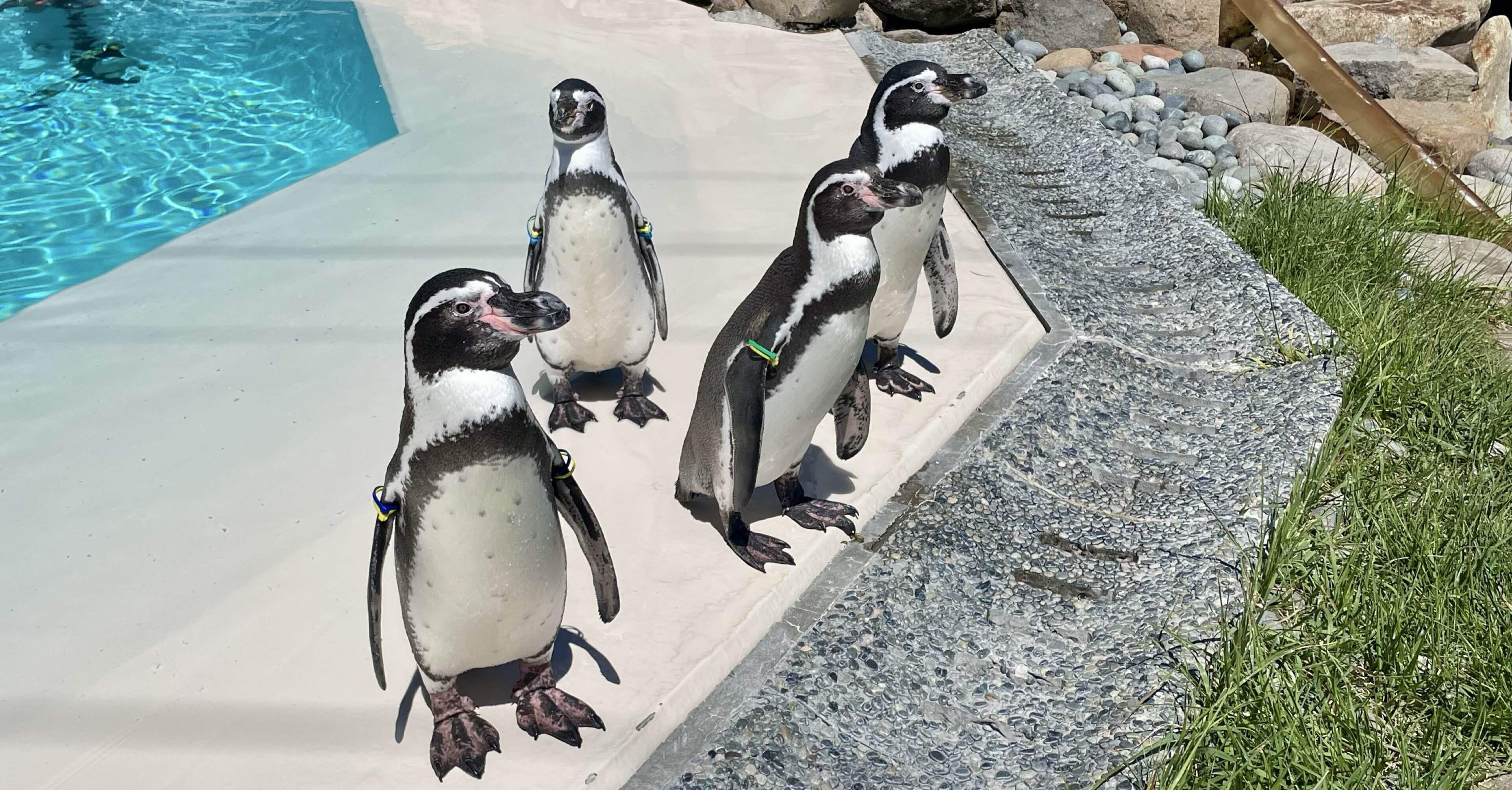 たまには毒を吐かせてくれ！メルカリで「〇〇円で即決します」にイラっ