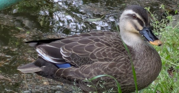 赤い公園 ブレーメンとあるく 赤い公園『ブレーメンとあるく』 - メルカリ