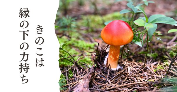 タイのキノコと大型菌類の多様性 洋書 世界トップクラスの菌類生態学者