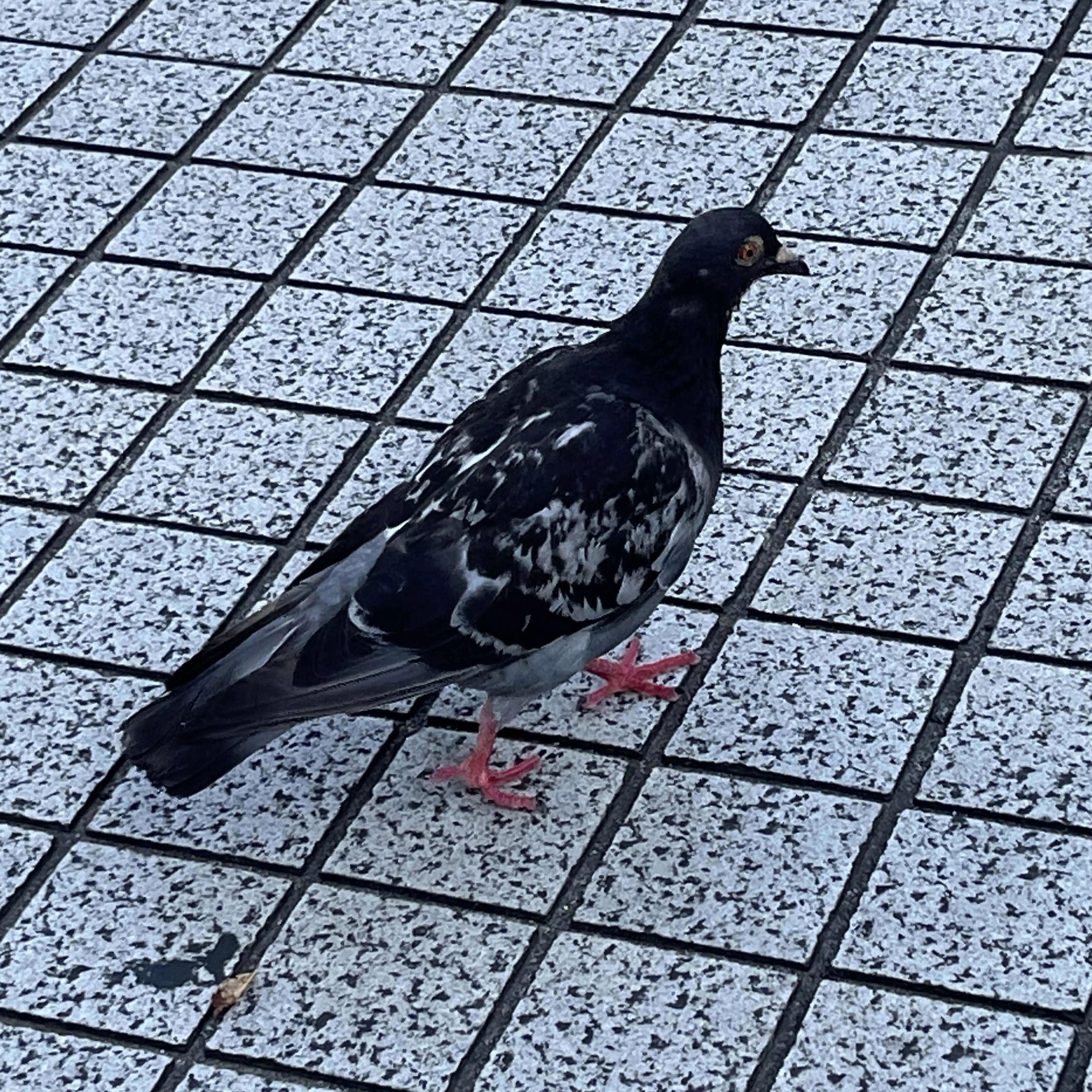 しろすけ