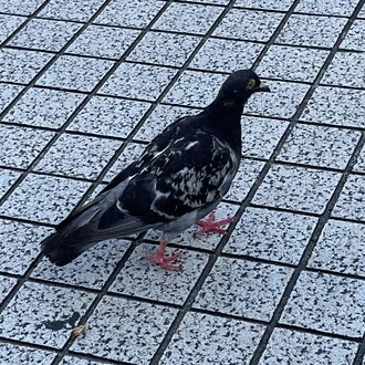 しろすけ