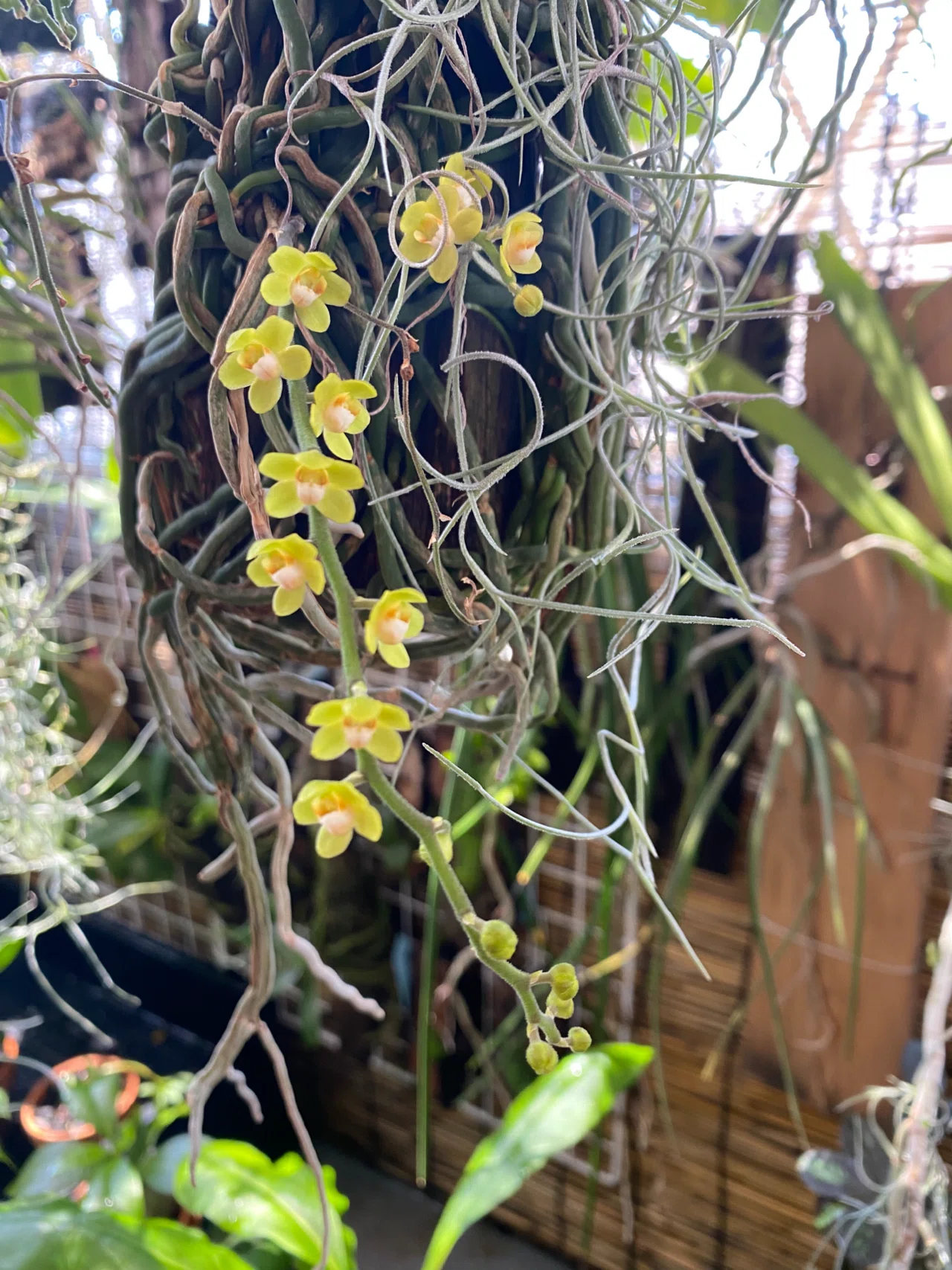 ☆洋蘭☆原種☆Chiloschista parishii 'Kanchanaburi'☆キロスキタ