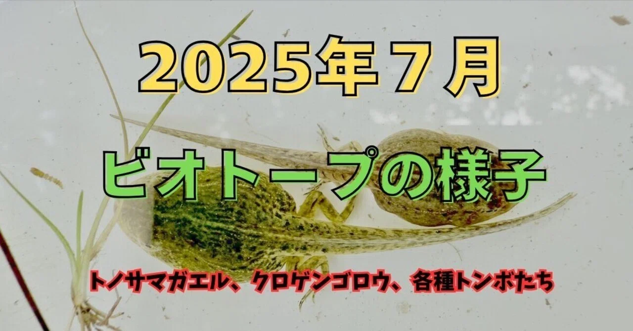 Biotope in July 2025｜tkskkd