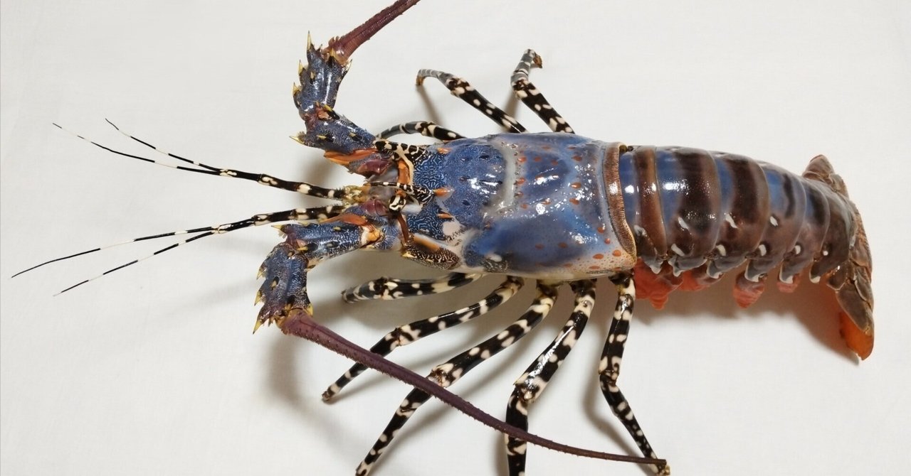 ニシキエビの剥製を作ってみた｜魚道部！/ 剥製師 力石眞弘 (ﾁｶﾗｲｼ ﾏｻﾋﾛ)