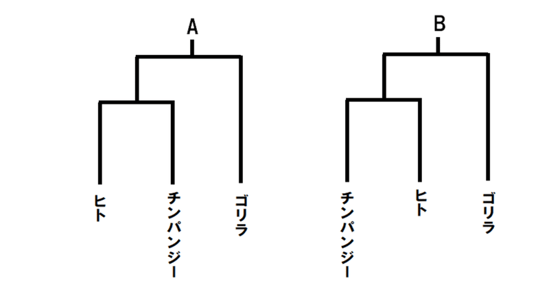 類人猿系統樹