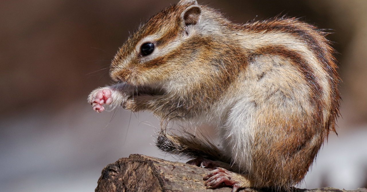 秋月りす Ol進化論 38 宮本太一 チーハン Note 秋月りす Ol進化論 38 宮本太一 チーハン Note