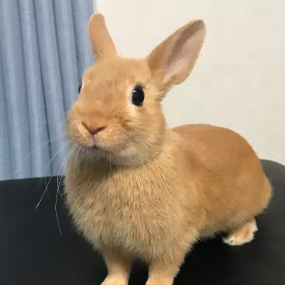 もふ