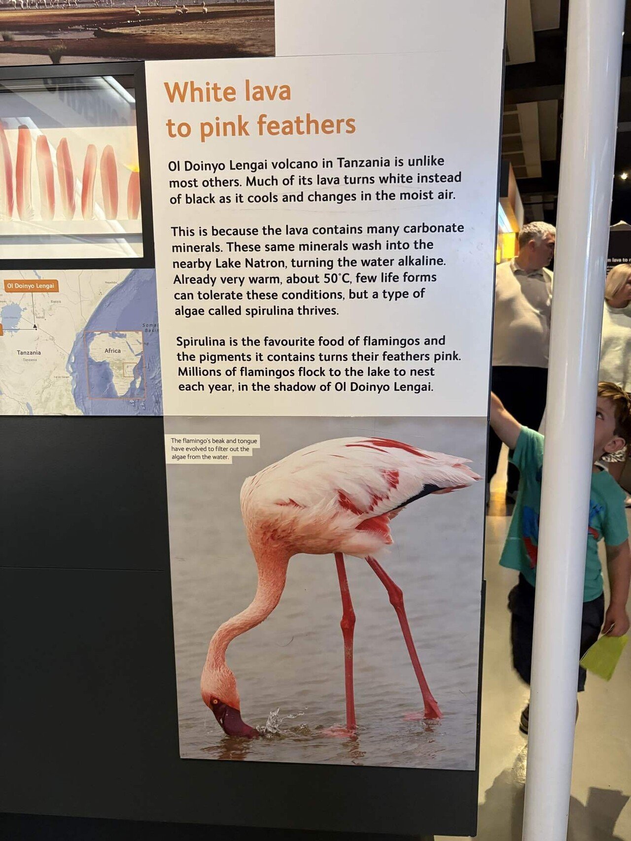 ピンクレイクの謎を、ロンドンの博物館で解いた話｜あさのひ