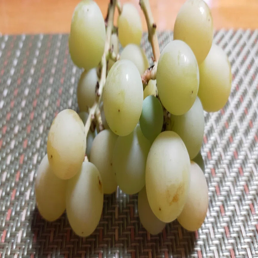 Found Shine Muscat under the carport!｜家庭菜園の魔法使い