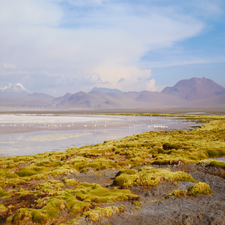 ピンクレイクの謎を、ロンドンの博物館で解いた話｜あさのひ
