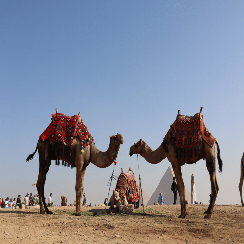 添乗員同行ツアーで、いざ、魅惑の国エジプト・トルコへ｜6