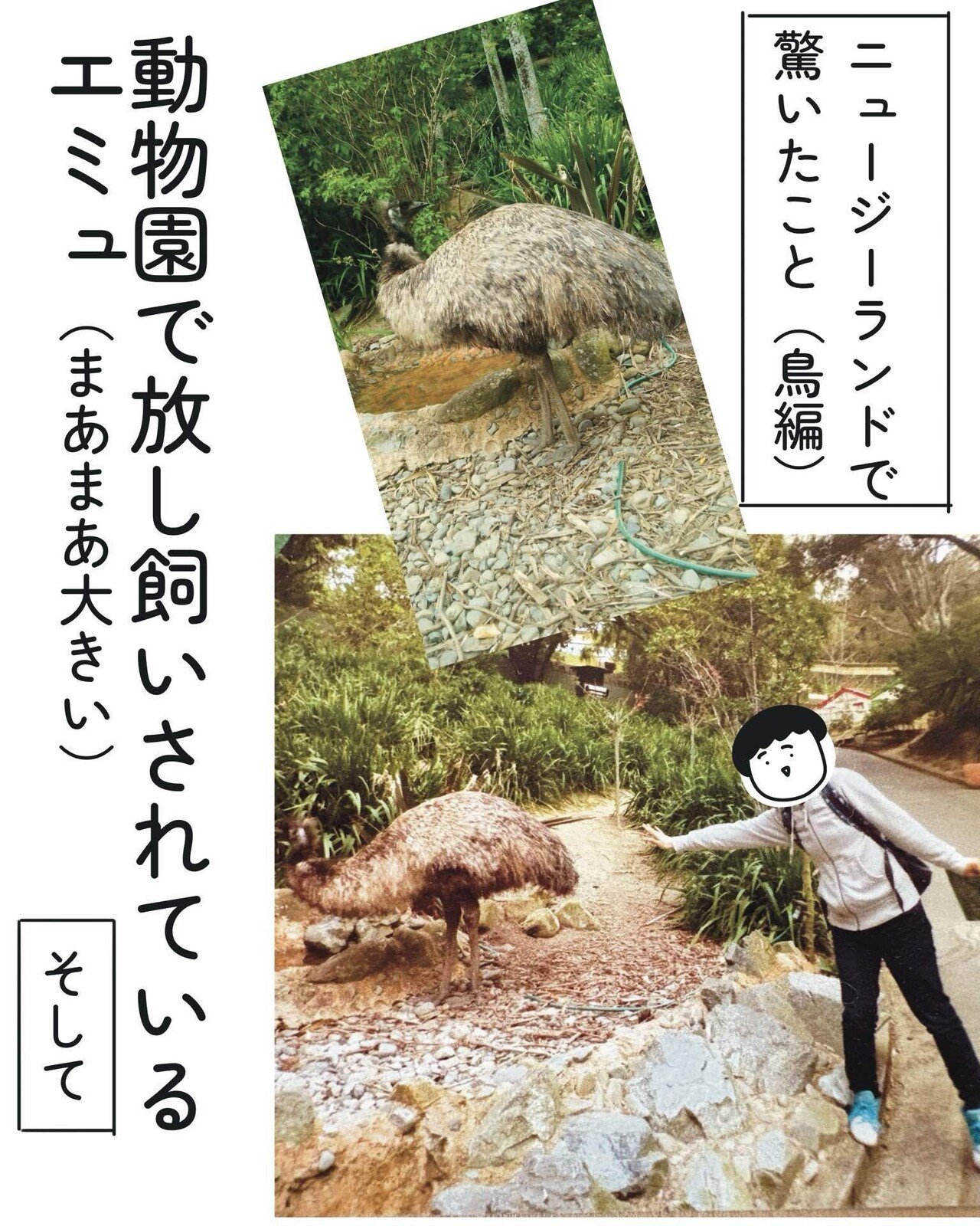 ニュージーランド生活回顧録 | 驚いたこと(鳥編)｜ばゆぴ