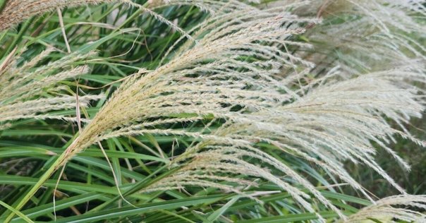 秋の野の花ー9月の十五夜に「ススキ」の穂が見つかるかしら
