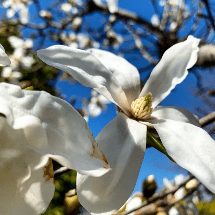 春の青空に白木蓮






#白木蓮 #写真 #春の花