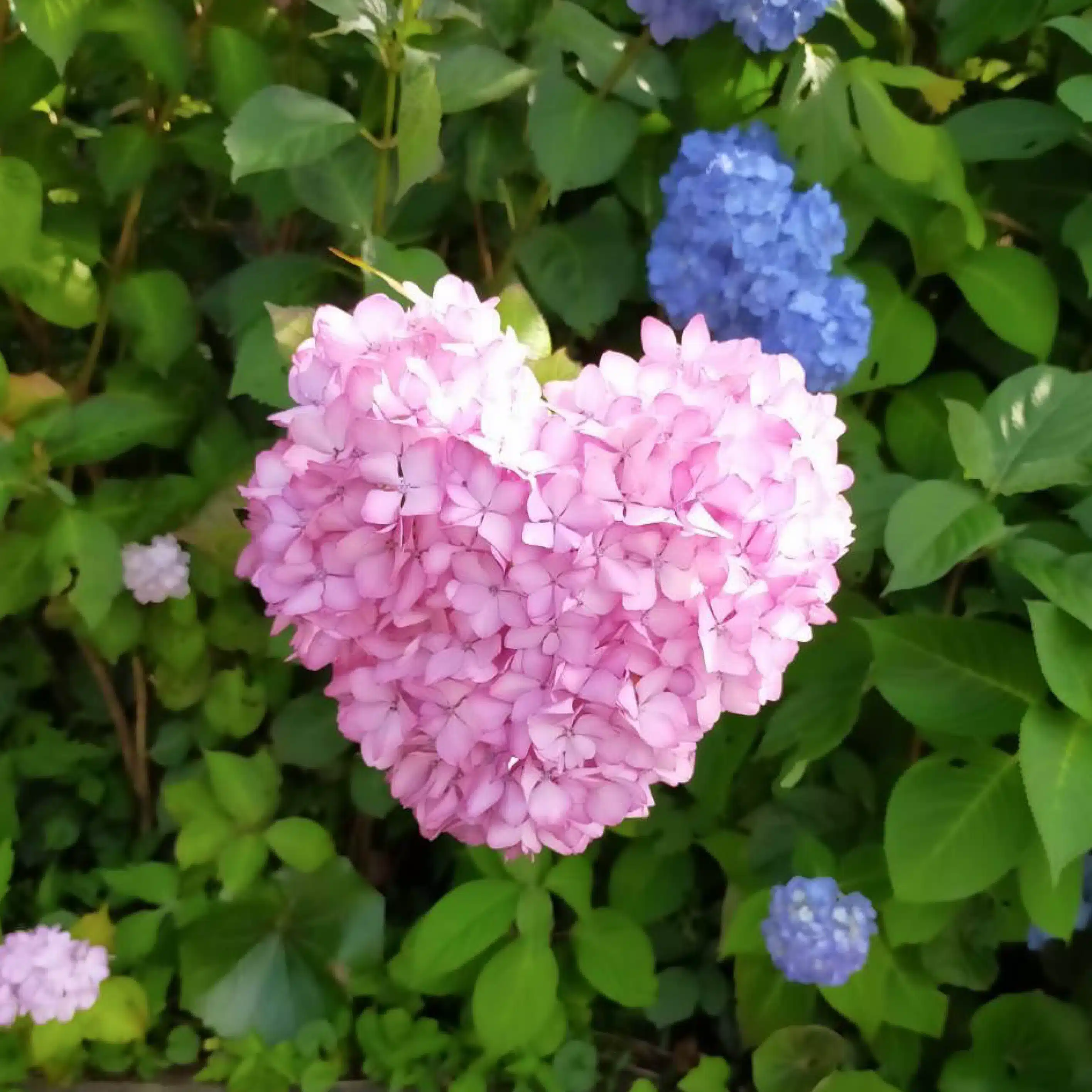 KOI
