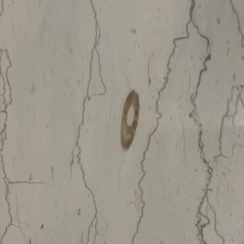 20250901 天然色の化石｜Ryuma