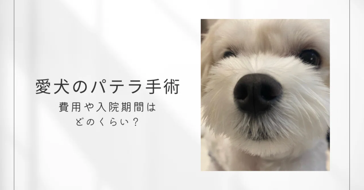 パテラ 手術 費用